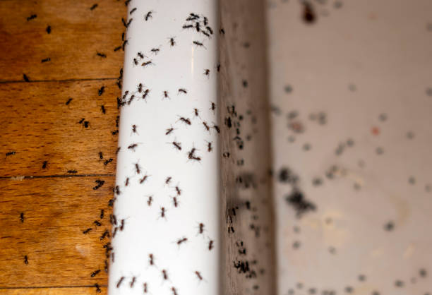 Best Affordable Pest Control Services  in Monte Sereno, CA
