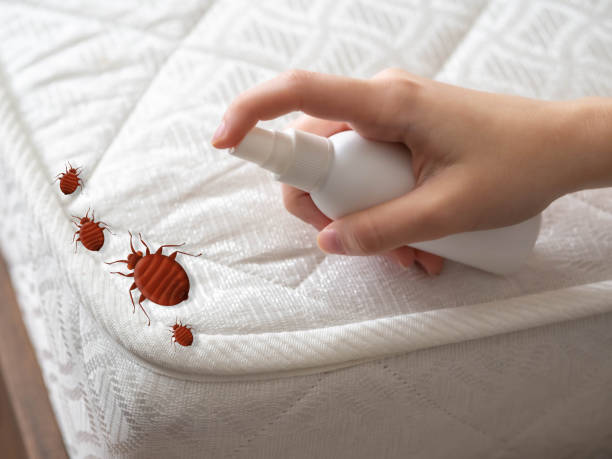Best Spider Control Near Me  in Monte Sereno, CA