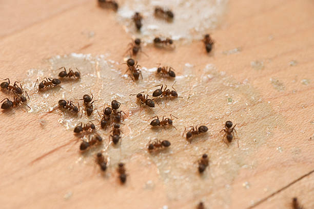 Best Local Pest Control Services  in Monte Sereno, CA